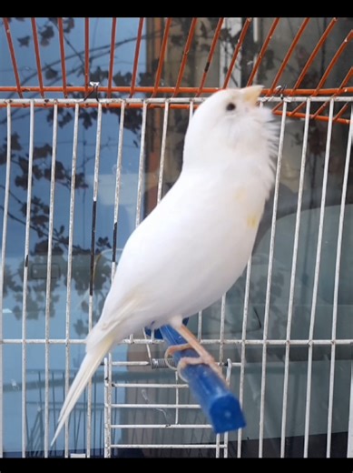 Preparing Canaries for Mating through Frantic Singing