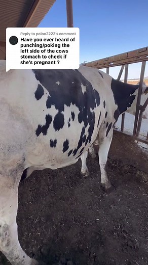 Replying to @poloo2222 not a recommended method but sometimes it helps if the calf is sitting very low and my arms cant reach! #dairy #cow #pregnancy #diagnosis #ballottement #bump #bumpacow #cowbumping #calf #baby #canyoufeelit #ultrasound #palpation #farm #dairydoc #dairykind