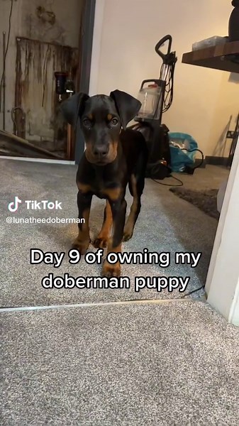 Day 9 of Owning My Doberman Puppy
