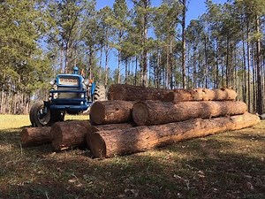 MORE FREE LOGS for the SAWMILL!!