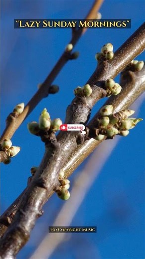 "Lazy Sunday Mornings" | Background Music | No Copyright