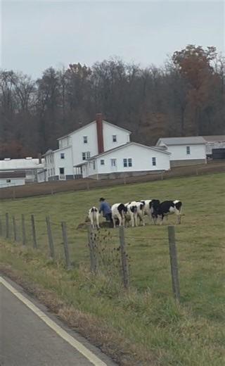 Cows eager for fresh hay brought out by the Amish farmer several days ago near Berlin Ohio. JD | AmishLeben