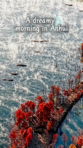 Discover #Anhui's hidden gem: Ningguo's red dawn redwoods in the morning mist. Perfect for #nature lovers and photographers alike. 📸✨ #redwood #China | China Box