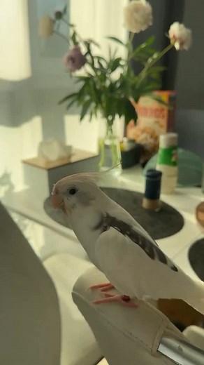 Sua|psita - Calopsitas mansas on Instagram: "😍😍😍 Acesse @sualpsita #calopsittes #calopsitafemea #calopsitaamarela #calopsitaperola #calopsitta #calopsitabr #calopsitarj #psitamigo #calopsitamg #pet #calopsitaalbinabh #calopsitaes #calopsitasbr #calopsitascariocas #calopsitassp #suappsita #sualojapsita"