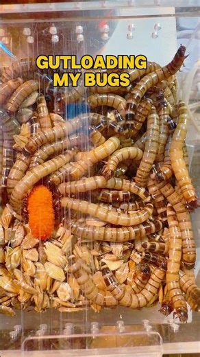 How to gut load your insects #reptilecare #insects #reptiles #exoticpets