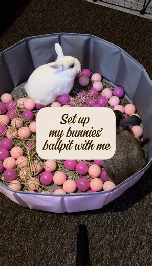 Engaging Activities for Happy Rabbits at Home