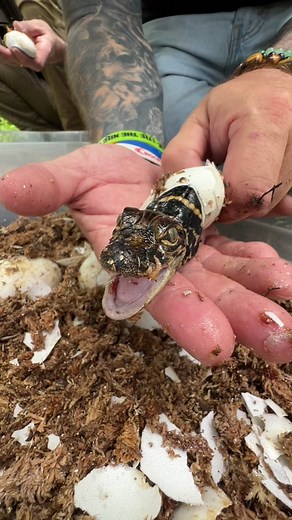 Baby Gator Hatching in 2023 | Cute New Year Surprise 🐊🎉