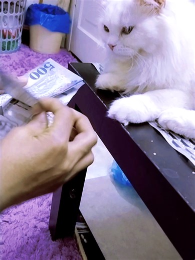 Amour des Chats Persans à Jeddah