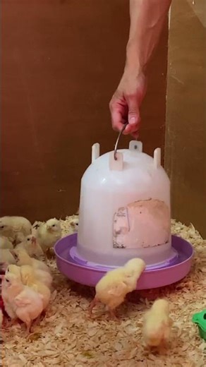 Magic Water Recipe for Healthy Baby Chicks