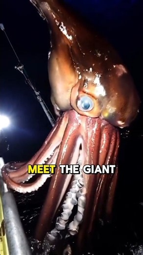 Secrets of the Giant Squid: The Most Mysterious Deep-Sea Dweller​ #giantsquid #deepsea #funfacts