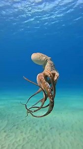 384K views · 15K reactions | Are you amazed by octopus? | I Love The Ocean | Facebook