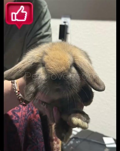 Mini Lop Rabbits Available in Ribelin Ranch, Austin, Travis County, Texas! 💛🤍🤎