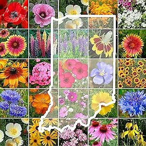 Eden Brothers Indiana Wildflower Mixed Seeds for Planting, 1 oz, 30,000+ Seeds with Sweet William, Cornflower | Attracts Pollinators, Plant in Spring or Fall, Zones