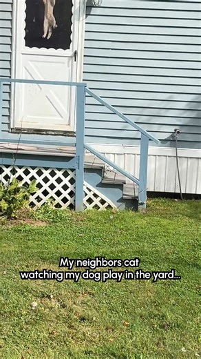 "What dat dog doin'?!" 😹 (Via - Ainsley K.) #Cat #Funny #CatLife #Dog | The Pet Collective