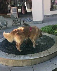 Me getting into the shower when it’s too cold | Doggos Doing Things