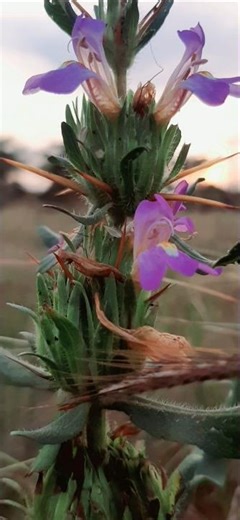 Abora ham or aup #new video #reels #arijitsingh,