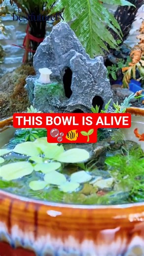 Tiny Bowl Ecosystem with Fish 🐟 Mini Aquascape That Actually Works #lifehacks #aquascape #usashorts