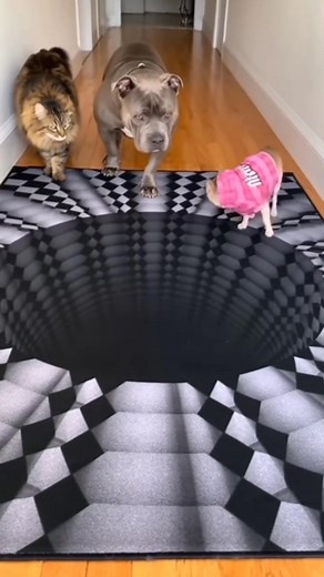 Watch as these adorable pets encounter an incredible 3D illusion rug! 😱 The reactions from the cat, the Pitbull, and the tiny Chihuahua (in the pink sweater!) are priceless. Who gets spooked and who walks right over it? Let me know which reaction was your favorite in the comments! #3DIllusion #FunnyPets #PetReaction #CutePets #OpticalIllusion #ViralVideo #FunnyAnimals #CatLover #DogLover #Pitbull #Chihuahua #MaineCoon #3DRug #IllusionRug #FunnyDog #FunnyCat #PetsofInstagram #Hilarious | azee ch