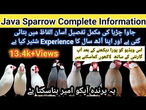 Java Finch Complete information in Urdu/Hindi | Java Birds Colony Cage Setup & Seed Mix Food''