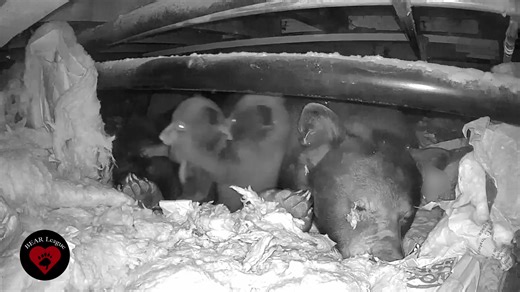 Let's Get Ready to Rumble: Featuring Rubicon and Ellis The BEAR League camera team puts in innumerable hours this time of year in creating and installing non-invasive, custom equipment in natal dens, then monitoring the video feeds 24/7 and compiling footage for post-production to share with all of you delightful folks from all around the world. This is a team effort, and we’re grateful to all our volunteers who do this work out of a sincere love and respect for bears and to show that people can