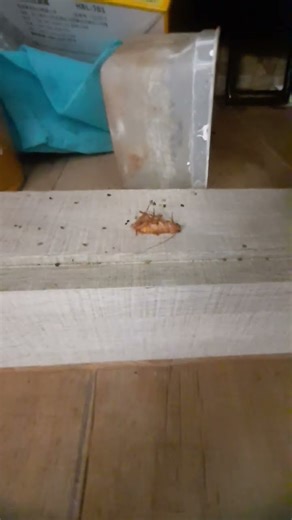 The cockroach! #meme