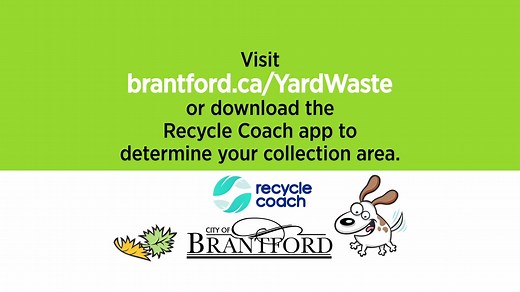 54 reactions · 35 shares | NEW! Spring & Summer Yard Waste is now collected every other week (bi-weekly) from April 5, 2021, to October 1, 2021. Your yard waste will still be collected on your regular scheduled collection day, just on alternating weeks between Area A and Area B during the spring and summer. Visit brantford.ca/YardWaste or download the Recycle Coach app to determine your collection area. | City of Brantford | Facebook