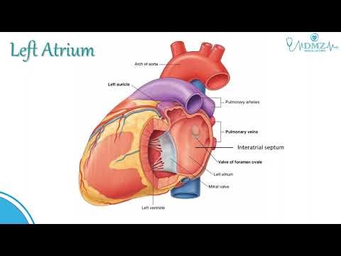 Left Atrium Anatomy Explained | Heart Anatomy Made Easy