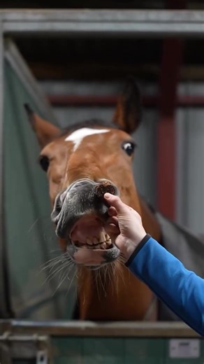 There’s no better love story than that of a horse and their Stud Muffin 💛 Does your horse love Stud Muffins too? Tell us in the comments… #studmuffins #goodhorsesgetstudmuffins #eq