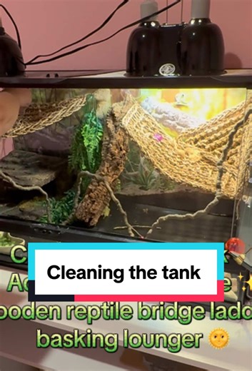 Clearing out the tank and upgrading the setup 🦎✨ Added a wooden bridge ladder basking lounger for better climbing and basking. Keeping an eye on the seagrass hammock — these can sometimes snag nails, so safety always comes first. #beardeddragon #reptilesoftiktok