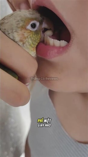 Smart parrot helps owner pull out tooth