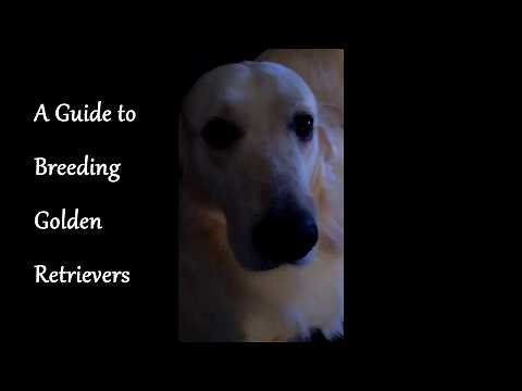 A Guide To Breeding Golden Retrievers - Part #1 We Are Having Puppies!