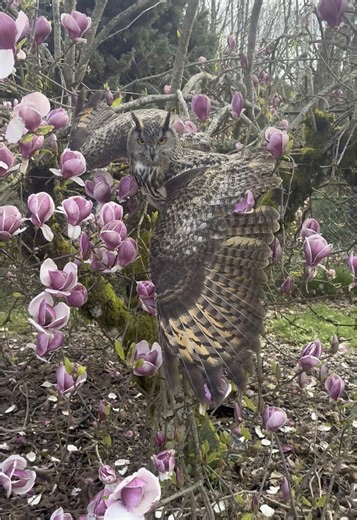Eurasian Eagle Owl's Quirky Personality Explained