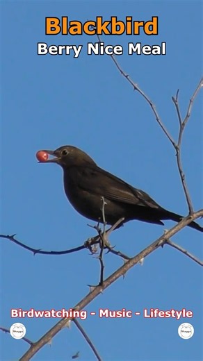 Blackbird - Berry Nice Meal | Cleethorpes Country Park, UK Wildlife #shorts #birds #wildlife