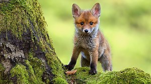 10 Cute Fox Photos and Fun Facts That Will Brighten Your Day