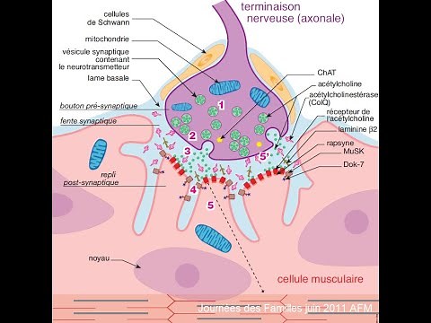 La transmission neuromusculaire
