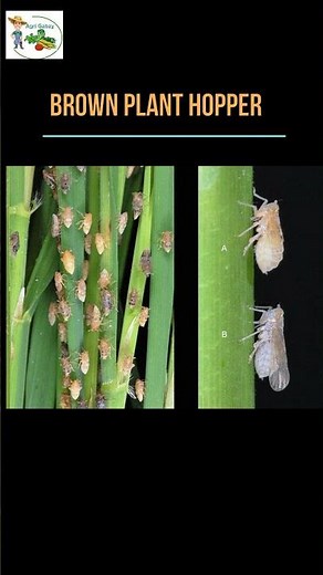 How to identify BROWN PLANT HOPPER on Your Plants! #farming101 #agriculture #insects #automobile