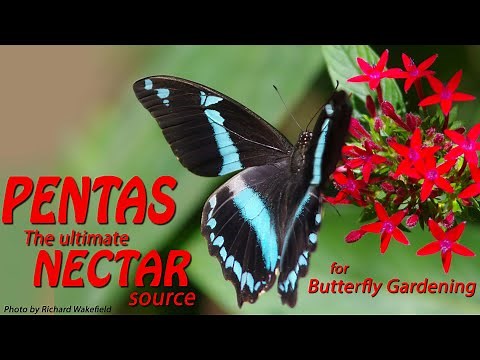 PENTAS, the ultimate NECTAR source for BUTTERFLY gardening