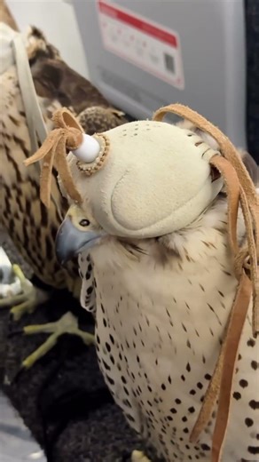 Where else in the world could this be reality? 🤷🏽‍♂️ Tell me you are on a flight in the Middle