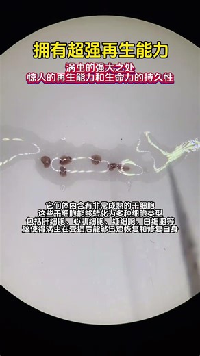 拥有超强的再生能力 #涡虫 #涡虫再生实验 #显微镜下的世界 #科学 #科普 涡虫之所以拥有如此强大的再生能力，是因为它们体内含有非常成熟的干细胞。这些干细胞能够转化为多种细胞类型，包括肝细