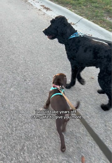 Double Doggy Love: Chocolate Lab and Goldendoodle