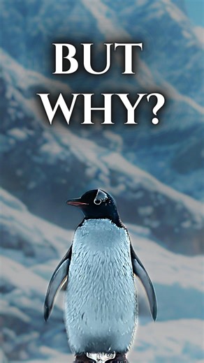 But WHY? - Unusual Facts About Penguins #animals #nature #shorts #facts