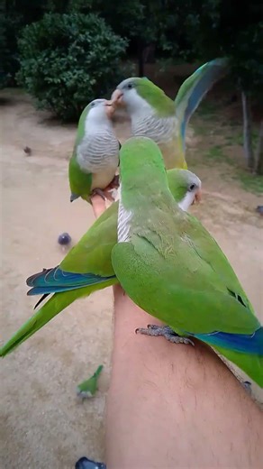 #parrots boxing for win😺😺