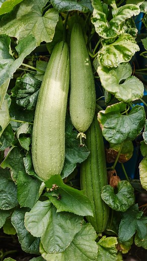 Our First Time Growing Luffa! We’re Obsessed! 🧽 This plant is thriving! The vines are going wild and we have many luffas! 😍 Using a trellis with plant supports was definitely the right call. Everything’s holding up beautifully, and the growth has been incredible.🌿 We’re right in the middle of the journey, and things are looking so promising. We started this experiment with seeds from @sustainablyamber More luffa magic is coming soon! #Luffa #LuffaPlant #GardenReel #UrbanGardening #Sustainable
