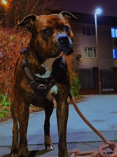 #dog #brindle #bullbreed #bullterrier