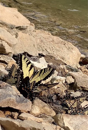 Tiger Swallowtail Butterflies in Slow Motion at Lake Cumberland #nature #outdoors #adventure #lake