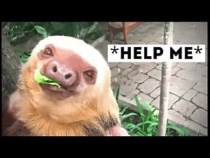 Sloths That Asked People for Help & Kindness