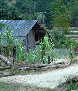 Poor single mother Diep is at peace with CEO James #Ep17 | Allyson Carlson