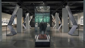 35K views · 101 reactions | We've just made the finishing touches to Capturing Nature. We can't wait for you to see this very special exhibition when it opens on Saturday: bit.ly/AM-Capturing | Australian Museum | Facebook