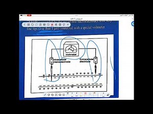 Resting membrane potential ( RMP) شرح فسيولوجي طب ازهر اسيوط