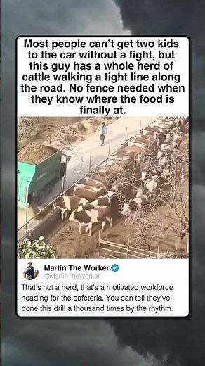 MOST DISCIPLINED HERD ON THE INTERNET